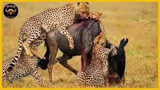 Africa's Most Successful Hunter | Documentary about Wild Dogs | Animal Fights | Wild Animals
