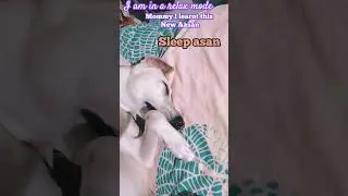 #dog#doglover#dogs#sleep#funny#happy#love