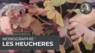 monographie : les heuchères