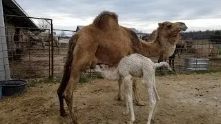 Ultimate Ez and Udderly Ez on Camels