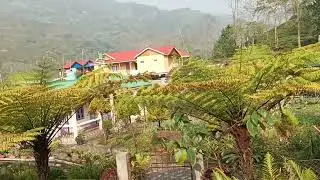 Tea Village Homestay,Tabakoshi , Offbeat location near Mirik,Darjeeling, Tea Garden,Rangbhang River❤