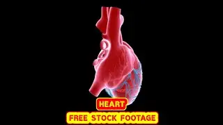 HEART ANIMATION   FREE STOCK FOOTAGE   COPYRIGHT FREE VIDEOS   NO COPYRIGHT   ROYALTY FREE   HD   4K