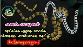Sea Snakes . കടൽപാമ്പുകൾ . മനോഹരം പക്ഷേ കൊടിയവിഷമുള്ള ഇനങ്ങൾ