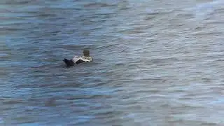Brileider, Texel / Spectacled Eider @ Texel