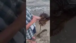 Horseshoe crabs in Delaware mating season