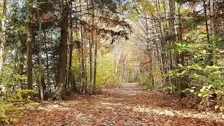 Peaceful Fall Forest ASMR Autumn Birds for Deep Relaxation