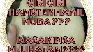 Ciri ciri hamster hamil muda