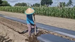 GENIUS METHOD TO INSTALL MULCH ON SANDY SOIL FAST AND EFFECTIVELY!  -Agriculture Farming