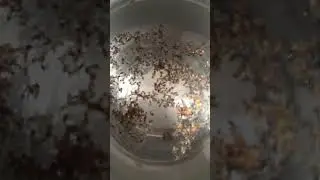 #hadithlessons #Quran chapter #🐜🐜🐜ants #plssubscribetomychannel ❤️