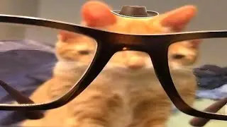 Cats Try Not To Laugh 32