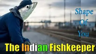 Shape Of You | Flat, Slender,Round | The Indian Fishkeeper
