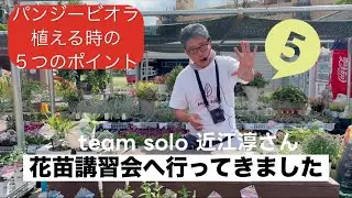 【パンジービオラ植える時の5つのポイント】とっても大切なこと❗️改めて勉強になりました