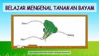 Media Pembelajaran | Mengenal Tanaman Bayam