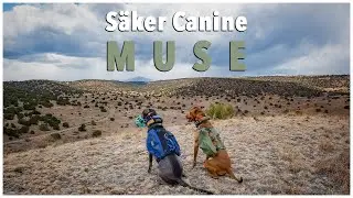 Backpacking Gear for Dogs 'Quick Look': Säker Canine's Muse Harness and Pouches 001 Kit