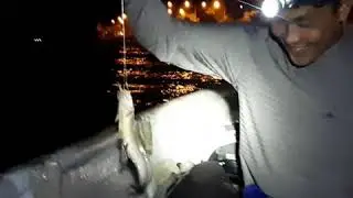 Berburu ikan Gulame