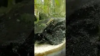 Dwarf Suckermouth cleaning time' #Dwarf Suckermouth #aquarium #fishtank #plants #fish #nature