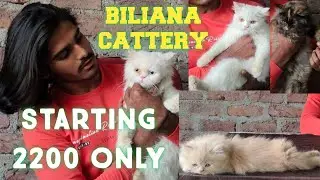 biliana cattery Hyderabad | Persian kittens in kishan bagh | doll & punch face