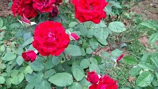 🌷🌹💥💚dicas de cuidado com as roseiras #flores #roça #plantas #roça #vidanocampo 