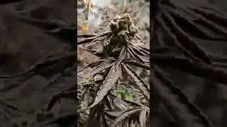 4 Crosses of Slapz - Bloom Results