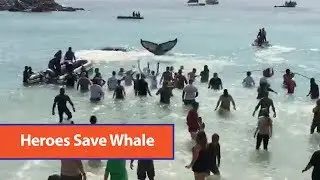 Beachgoers Rescue Beached Whale