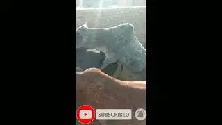 Amazon Cow mating big bal