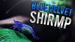 Blue Velvet Shrimp!!!!