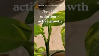 Pothos New Leaf Unfurl 🌱 | What It Really Means #pothosplant #moneyplant #mypotsgarden