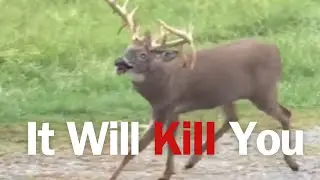 They Ate The Infected Deer...  This Is What Happened