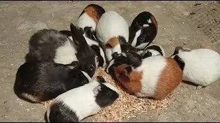 Dekho Hamare Guinea Pigs Kaise kha rahe Hai