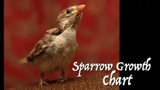 Sparrow Rescue: Growth & Development Chart