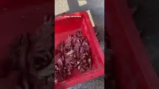 Commercial fresh meat slicer for 3mm.