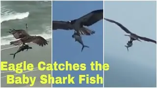 Eagle catches the Baby shark Fish in Myrtle Beach