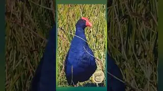 Incredible! The Purple Swamphen's Huge Feet in Slow Motion - Yuin Country #naturedocumentary #birds