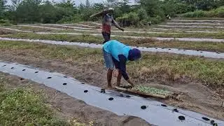 SATISFYING FARM PROCESS: EVEN WATERMELON SEEDLING DISTRIBUTION ON MULCHED BEDS! -Agriculture Farming