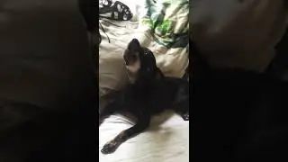Собака поёт под Уитни Хьюстон / Dog singing Whitney Houston