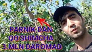 YANGILIKNING ZO'RI Issiqxonadan qo'shimcha 3.mln daromad olish HOZIROQ KORING!!!