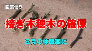 接ぎ木穂木の確保2022　樹液の流動前に済ます