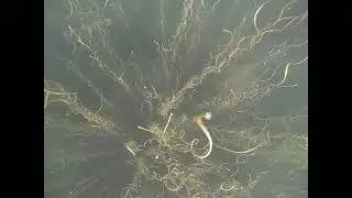 Snorkeling Portage Canal Houghton Michigan
