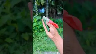 easy make bamboo balloon gun #arrow #toy #bamboo #craft #diy #slingshot
