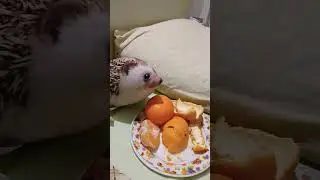 Я покупала 10 Килограмм Мандаринов 🍊🍊🍊