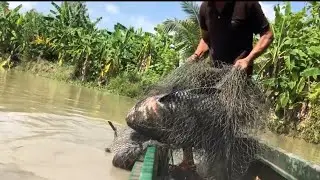 Top 5 The Fishing Compilation Catching Big Tilapia.