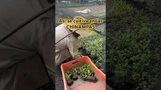 As&iacute; se cultiva las hortalizas 🥬🫜🫛 en las #Chinampas en San Gregorio Atlapulco ft #Xochimilco