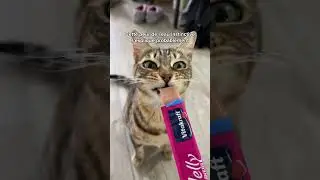5 choses &agrave; &eacute;viter qui font tr&egrave;s peur &agrave; ton chat 🙀😰 #chat #shorts