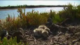 Renacer. Carta desde un salinar abandonado (2)