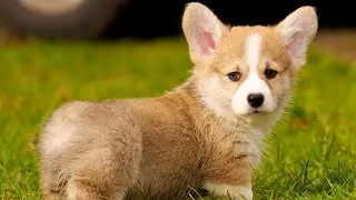 Why Do Corgi Butts FLOAT? 😲🐶 (The Hilarious Truth!)