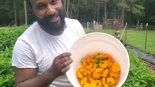 Scotch Bonnet Peppers for Seeds