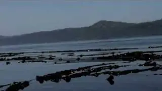 Orcas from shore on our  Last Day at Orca Camp, Vancouver Island BC