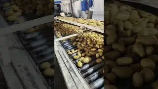 Mozika Potatoes Export Quality. Potato processing plant.