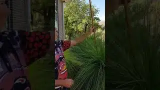 Grass Tree / Dhalan - What's in our environment today?