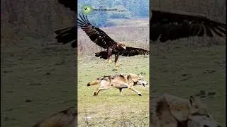 Eagle vs Wolf: You Won&rsquo;t Believe What Happens Next!